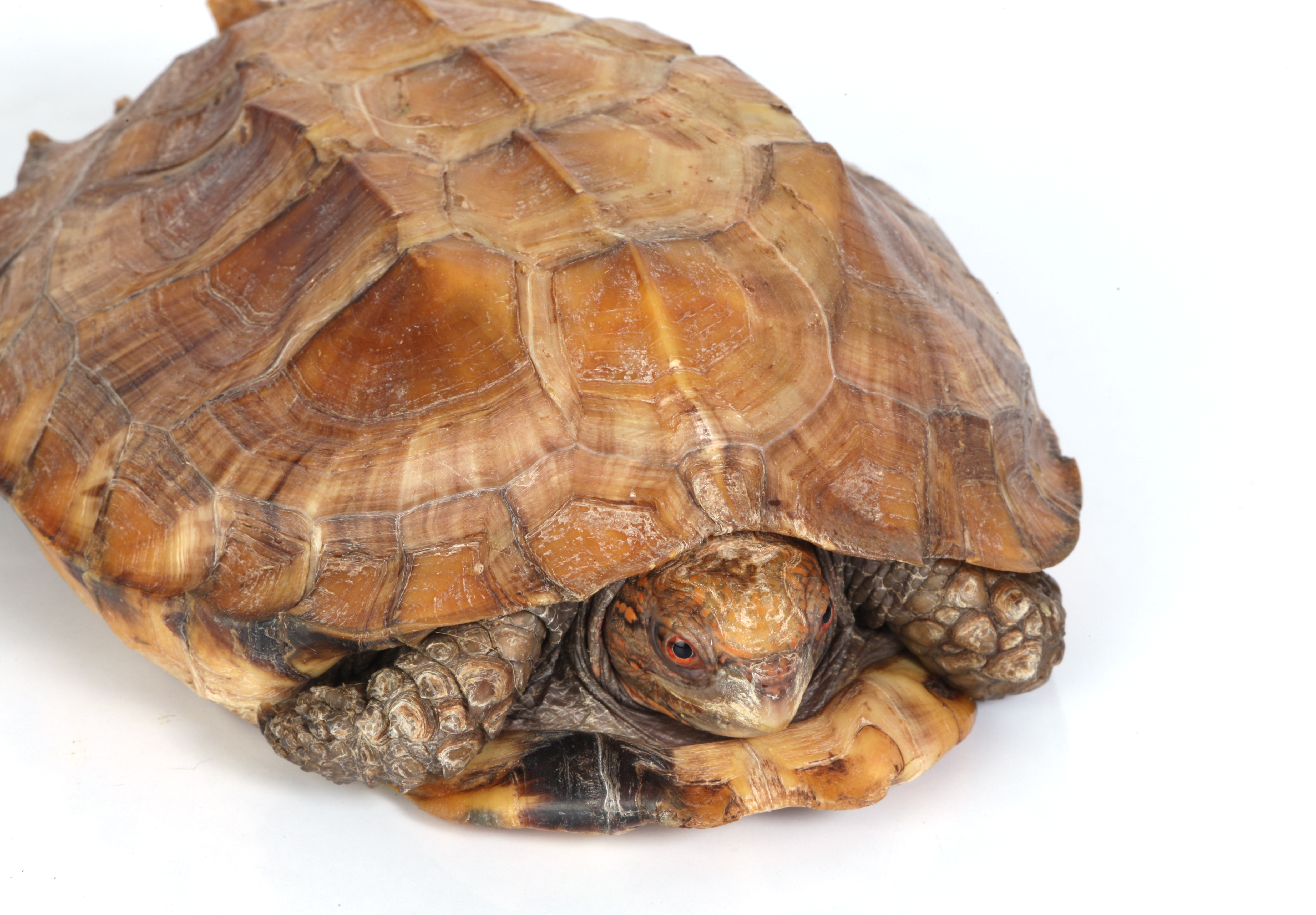 Image of a tortoise.