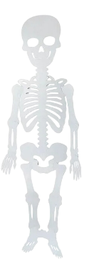 White paper skeleton