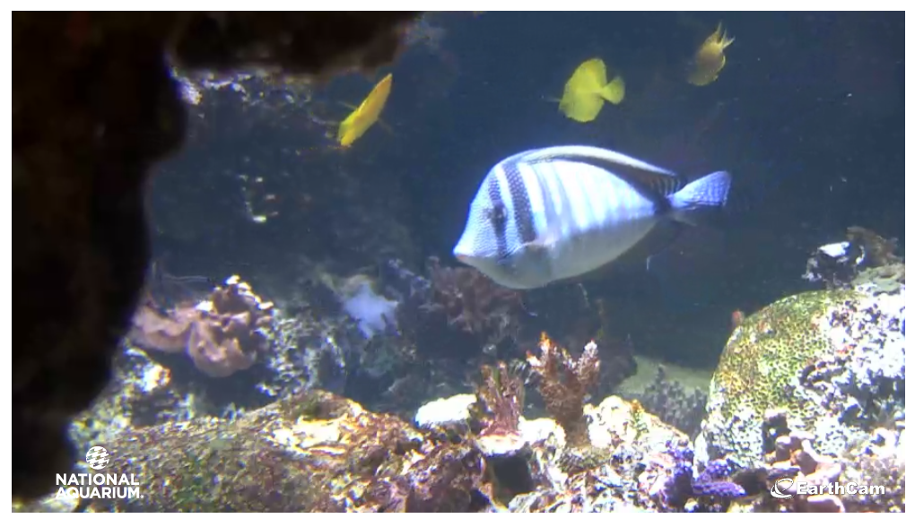 Image of Coral Reef fish from National Aquarium